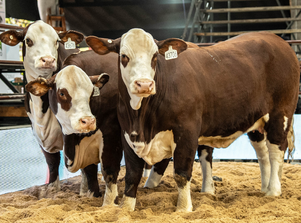 nacional-primavera-braford